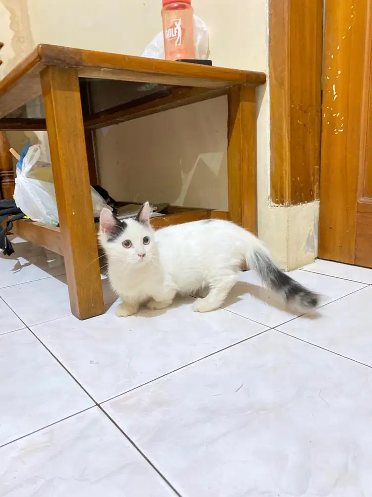 Kucing munchkin cebol kitten minuet british shorthair scottish