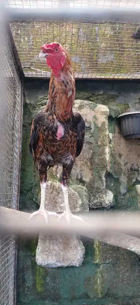 Ayam bangkok istimewa