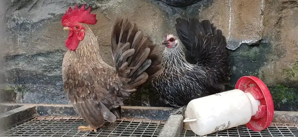 Sepasang ayam kate istimewa