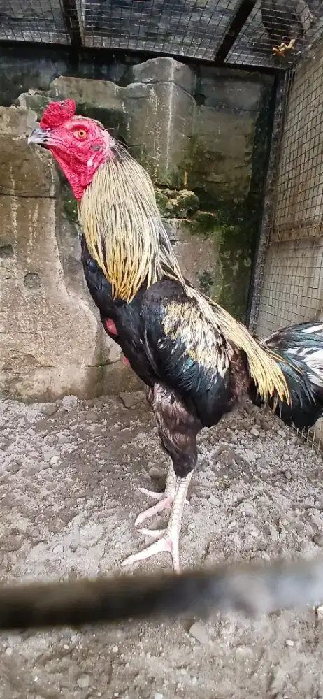 Ayam jago pejantan muda istimewa