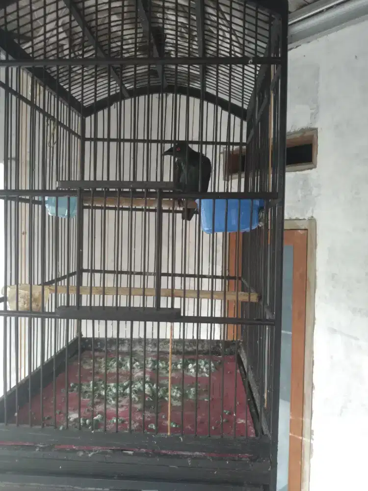 Cucak keling jinak 150 fs