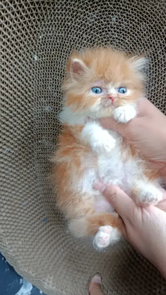 Betina persia flatnose