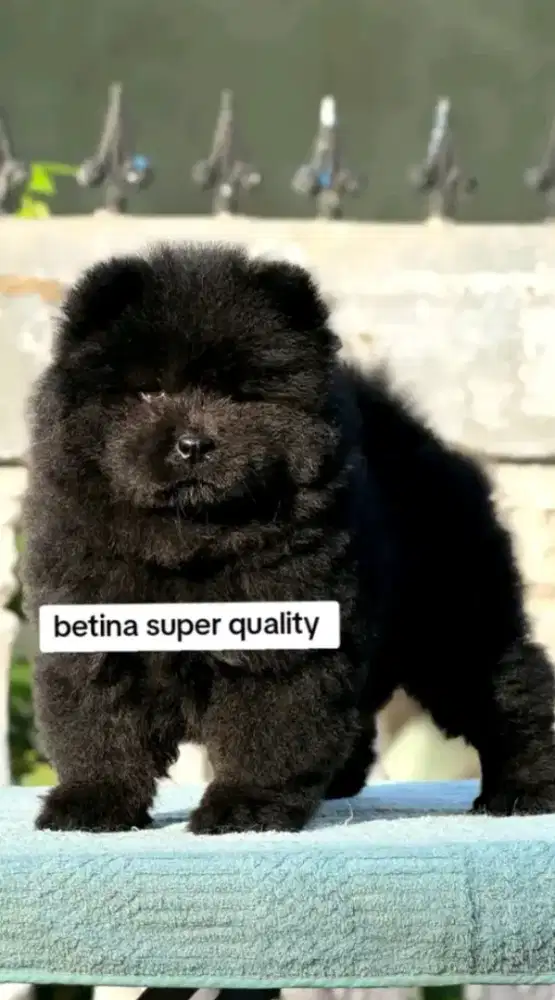 Jual chow chow betina Black