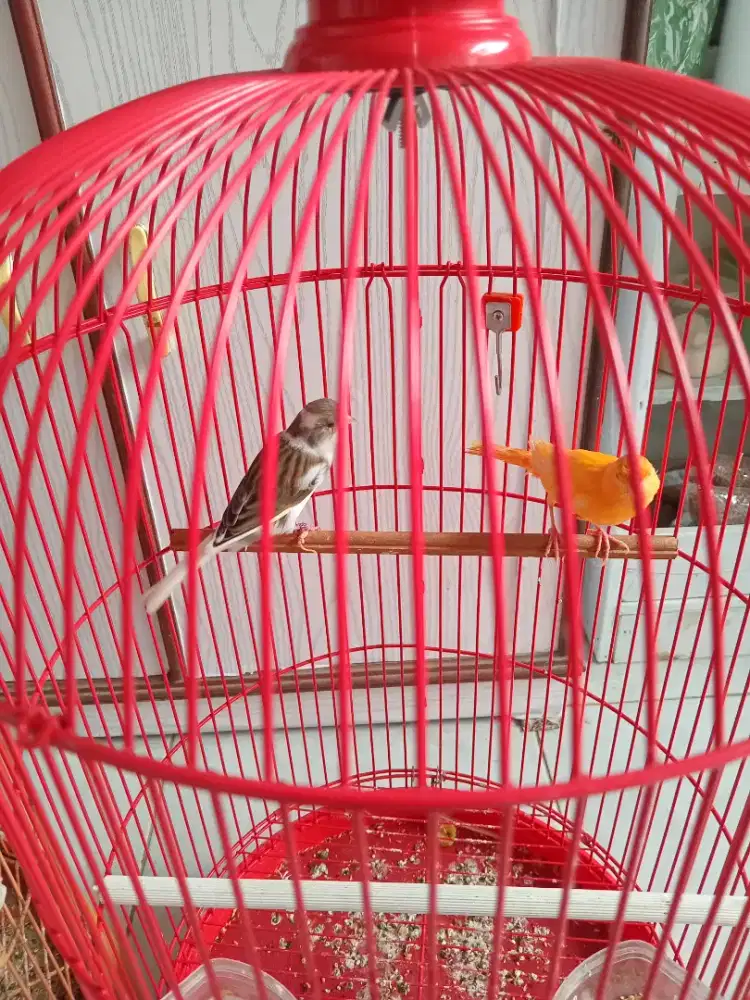 Kenari jodohan  produksi