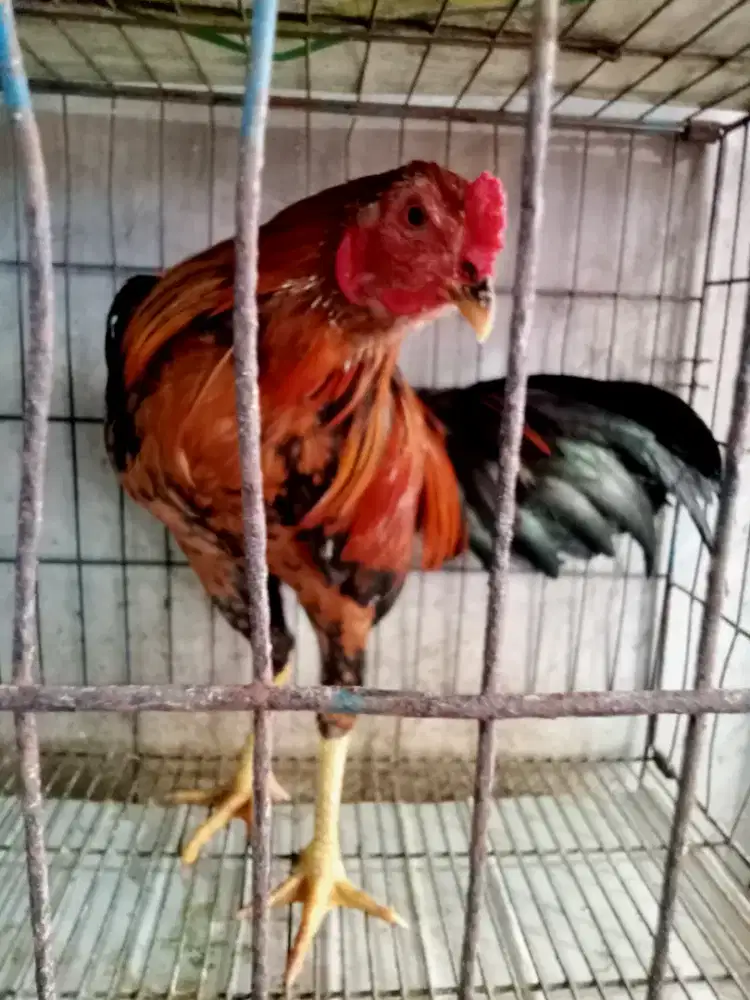 Ayam kampung jago