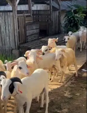 20 ekor domba jantan 7-10 bln 20-25 kiloan siap penggemukan qurban2026
