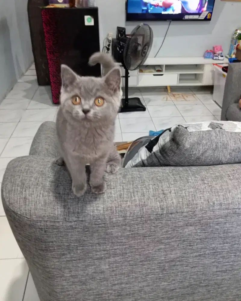 BRITISH SHORTHAIR/BSH BLUE