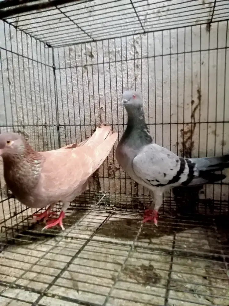 Burung dara pasangan