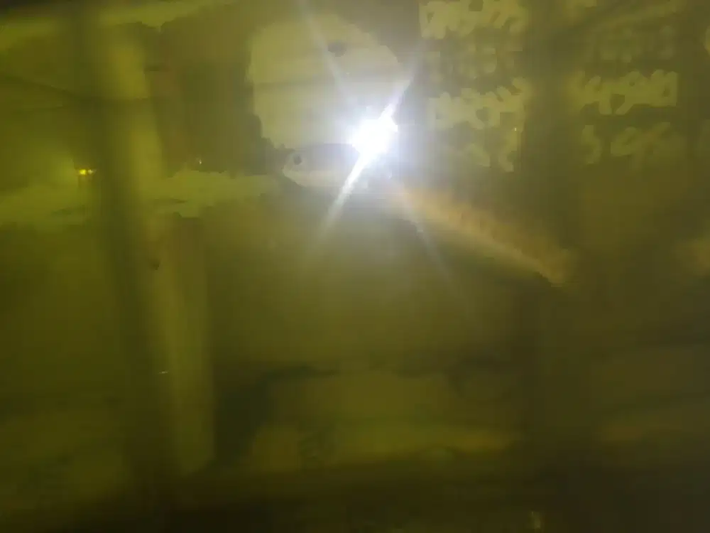 Di jual chana auranti size 8-9cm