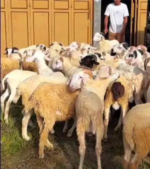 20 ekor domba jantan tanduk 7-10 bulanan 20-25kiloan siap digemukin ok