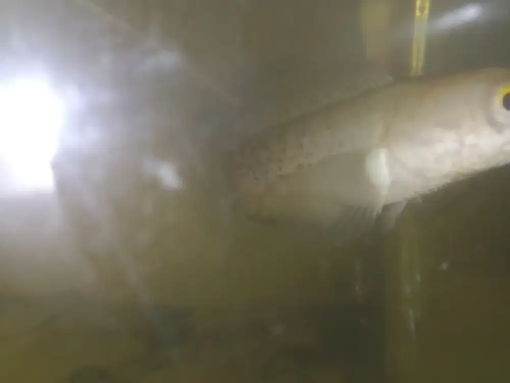 Chana setewarti size 9-10cm