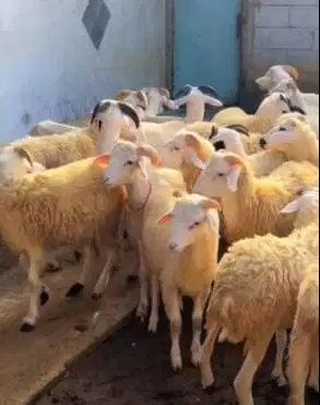 20 ekor domba jantan tanduk 7-10 bulanan 20-25 kiloan siap digemukin