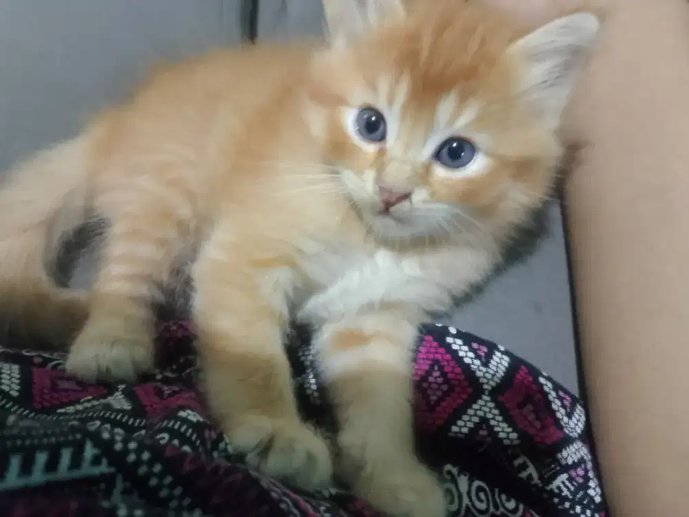 Persia medium kucing