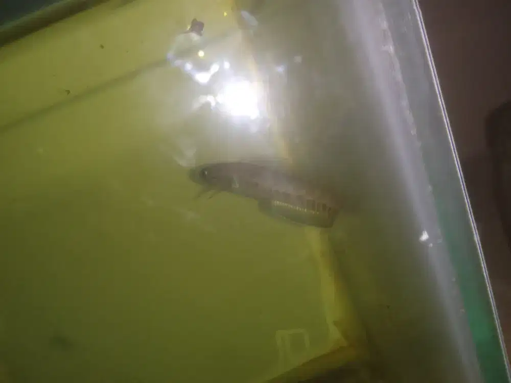 Chana andrao gondrong size 5-6cn