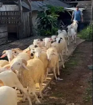 40 ekor domba jantan 7-10 bulanan 20-25kiloan siap penggemukan kurban