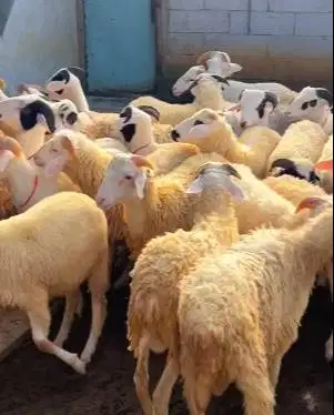 40 ekor domba jantan 7-10 bulanan 20-25kiloan siap penggemukan kurban