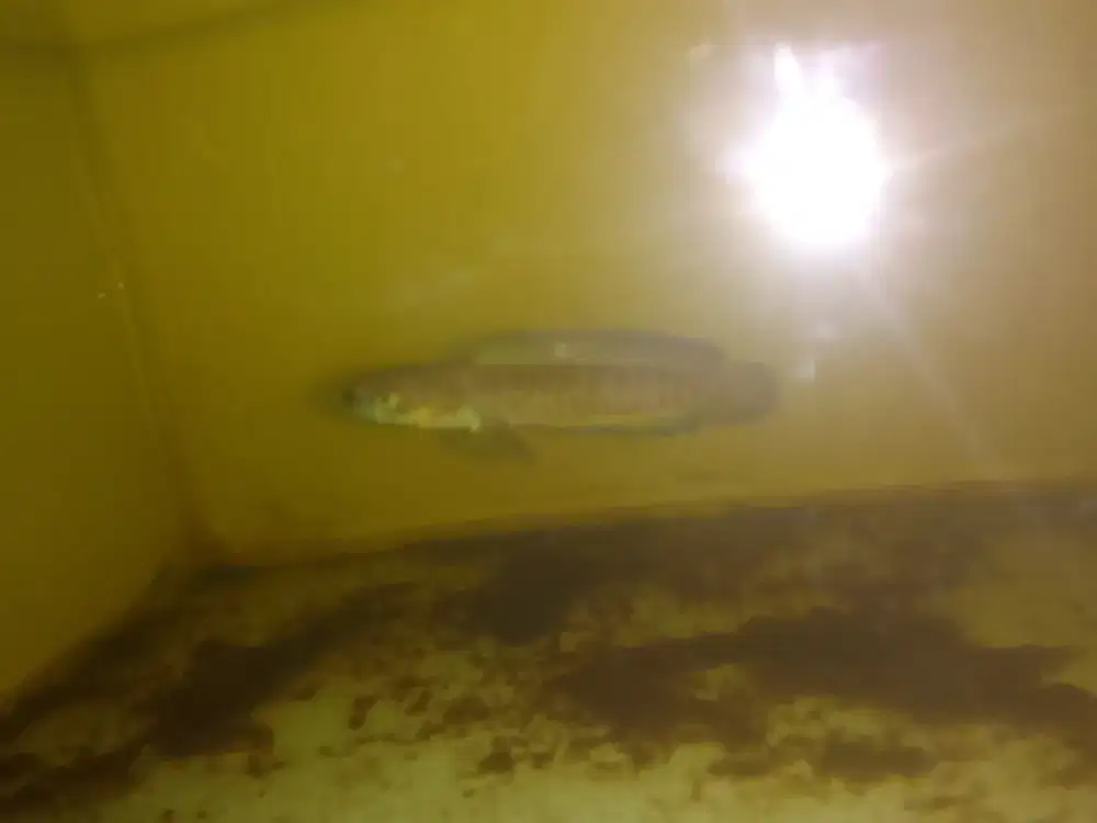 Chana andrao hf gondrong size 7-8cm