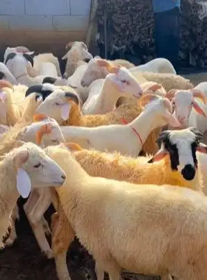 40 ekor domba jantan 7-10 bulanan 20-25 kiloan siap penggemukan manteb