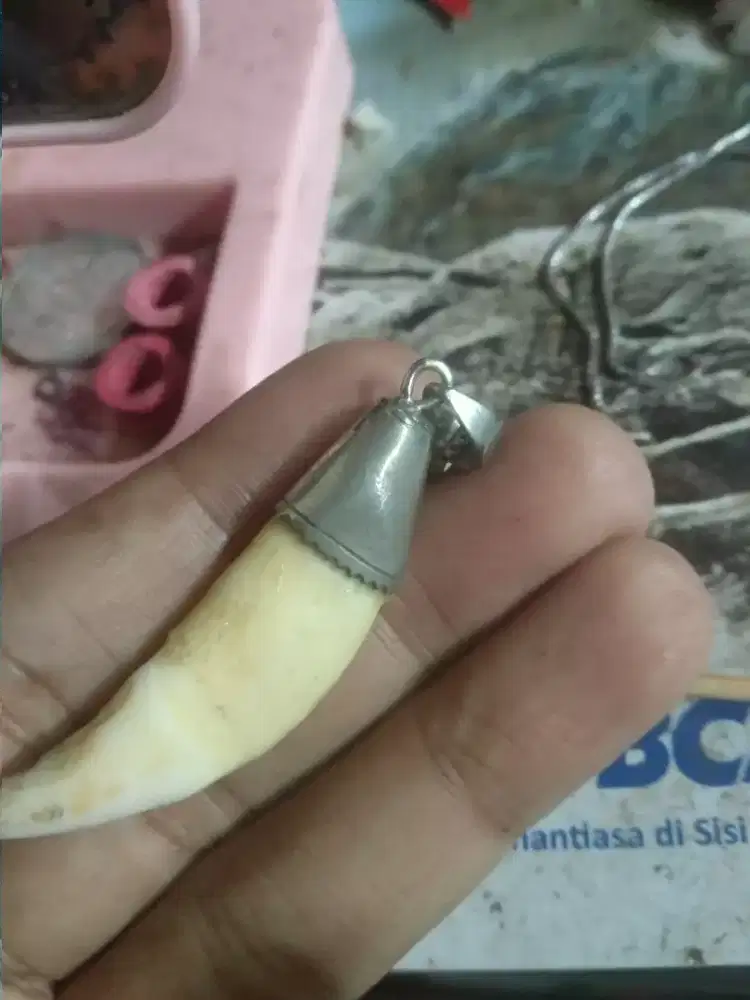 Bandul kalung perak wolf asli taring