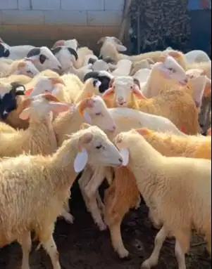 40 ekor domba jantan tanduk 7-10 bulanan 20-25 kiloan siap penggemukan