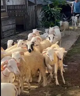 40 ekor domba jantan tanduk 7-10 bulanan 20-25 kiloan siap penggemukan