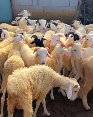 20 ekor domba jantan tanduk 7-10 bulanan 20-25kiloan siap penggemukan