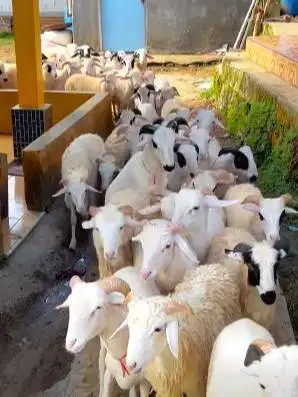 20 ekor domba jantan tanduk 7-10 bulanan 20-25kiloan siap penggemukan