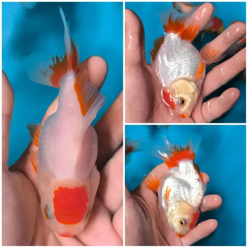 Ikan Mas Koki Oranda Red Cup