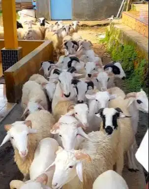 20 ekor domba jantan tanduk 7-10 bulanan 20-25 kiloan siap penggemukan