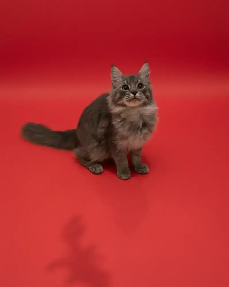 Kucing mainecoon / kitten mainecoon / mc / menkun / ped