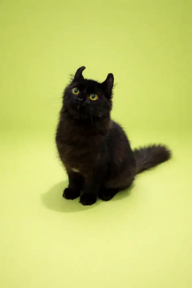 Kucing american curl / kitten acl / American curl / curl