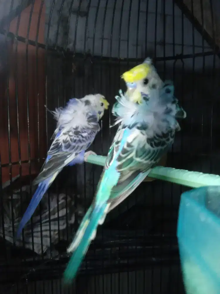 Burung parkit hagoromo