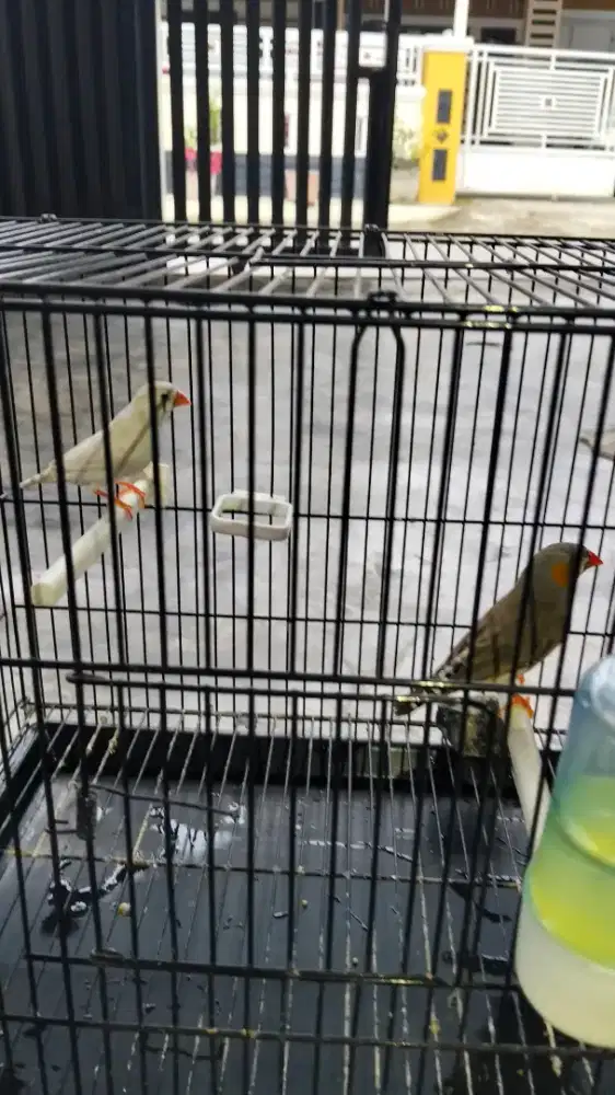 Burung zebra Finch sepasang