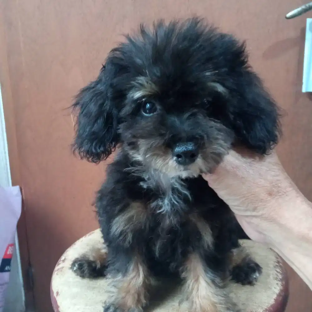 Puppy poodle betina paunthom abu stambum