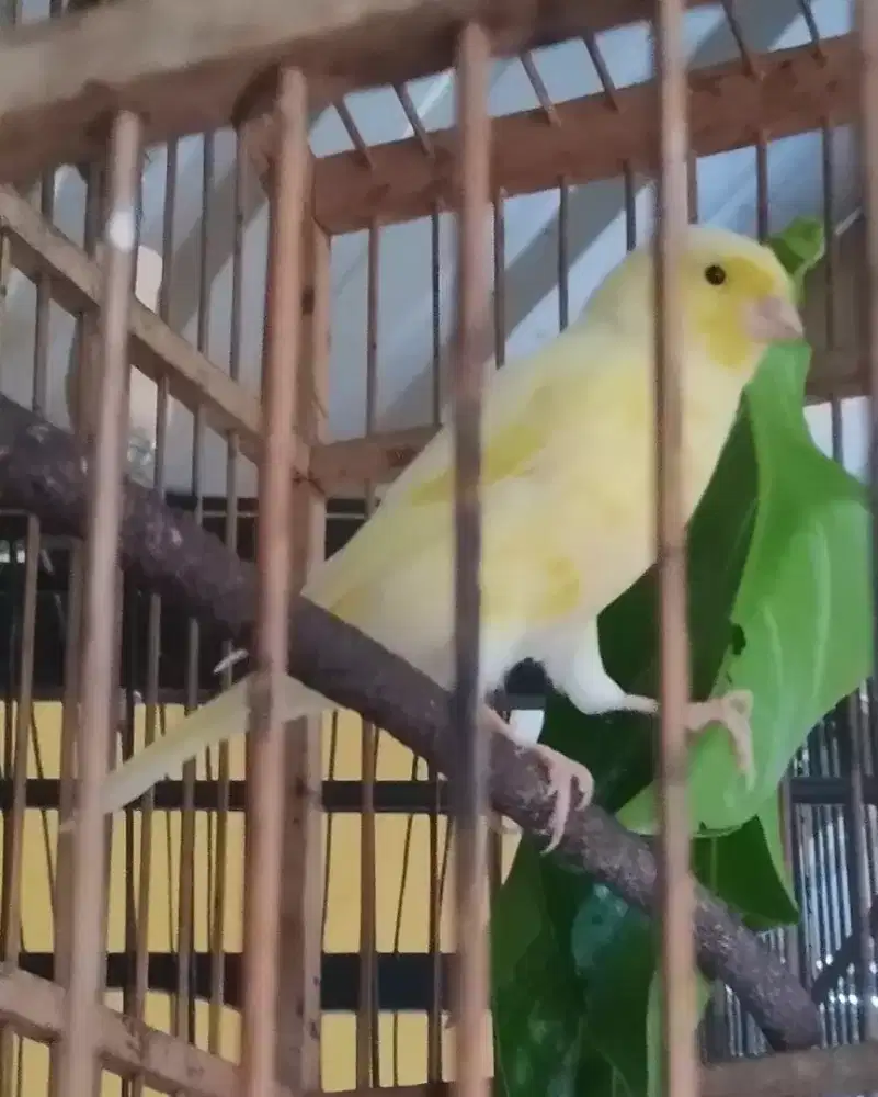 Kenari F YSL PAUD jantan favorit non ring