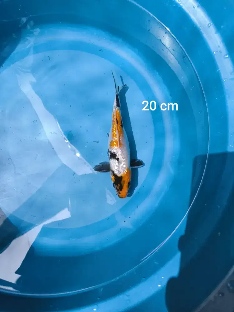 Ikan Koi Showa Tulungagung