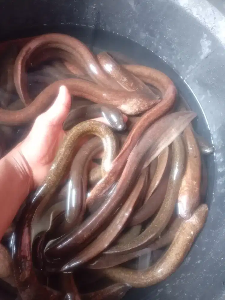 Melayani belut segar