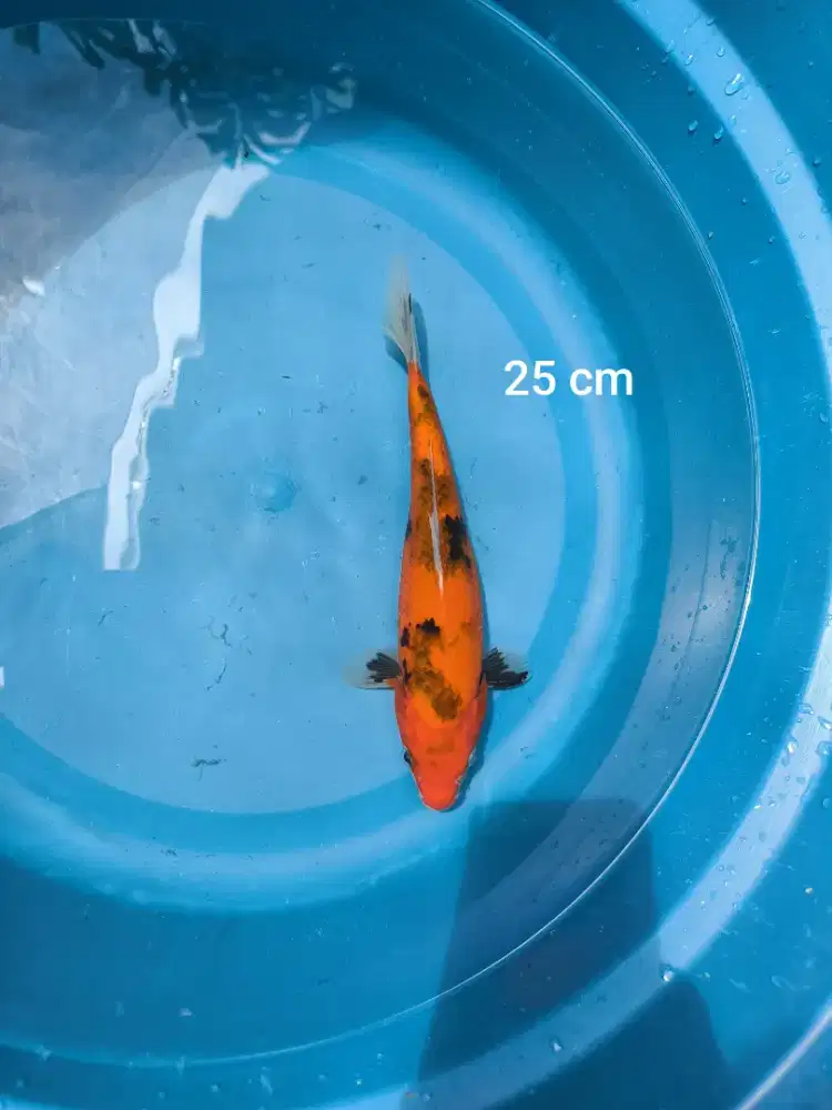 Ikan koi Shiro Tulungagung