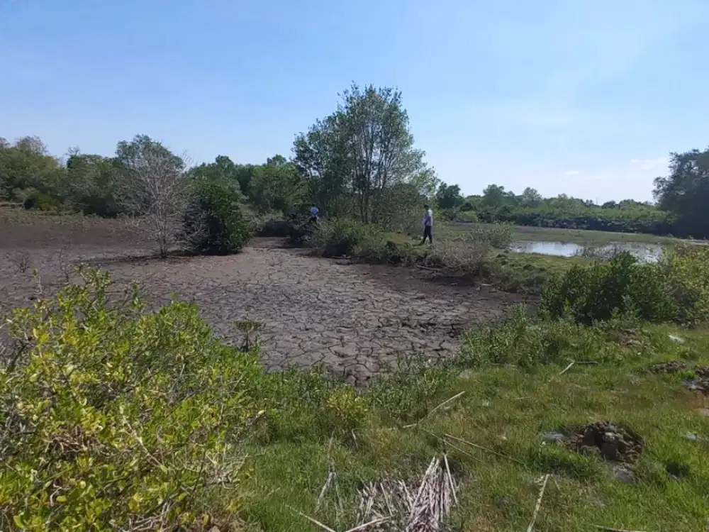 DIJUAL 1 BIDANG TANAH – KABUPATEN JEMBRANA