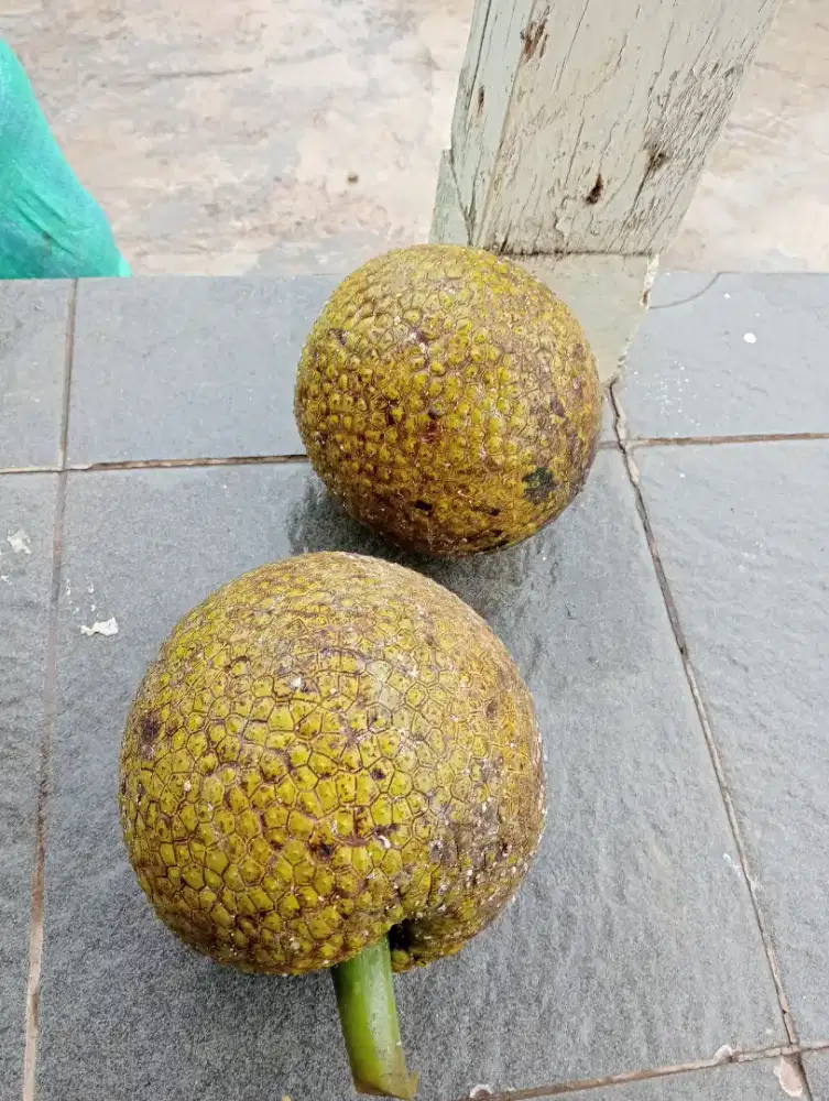 Jual buah Sukun baru di petik