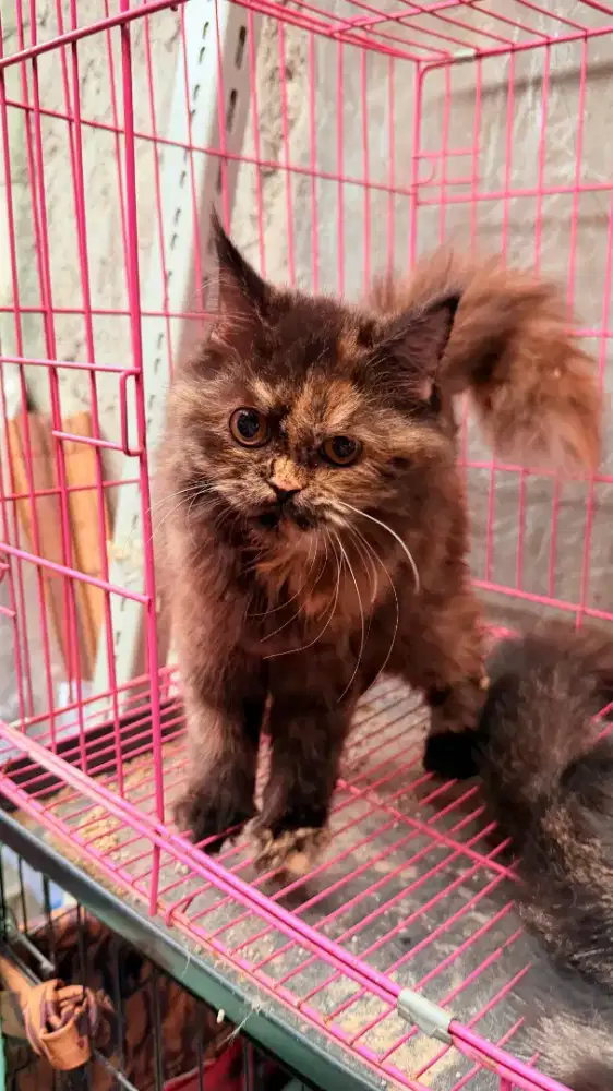Kucing persian betina