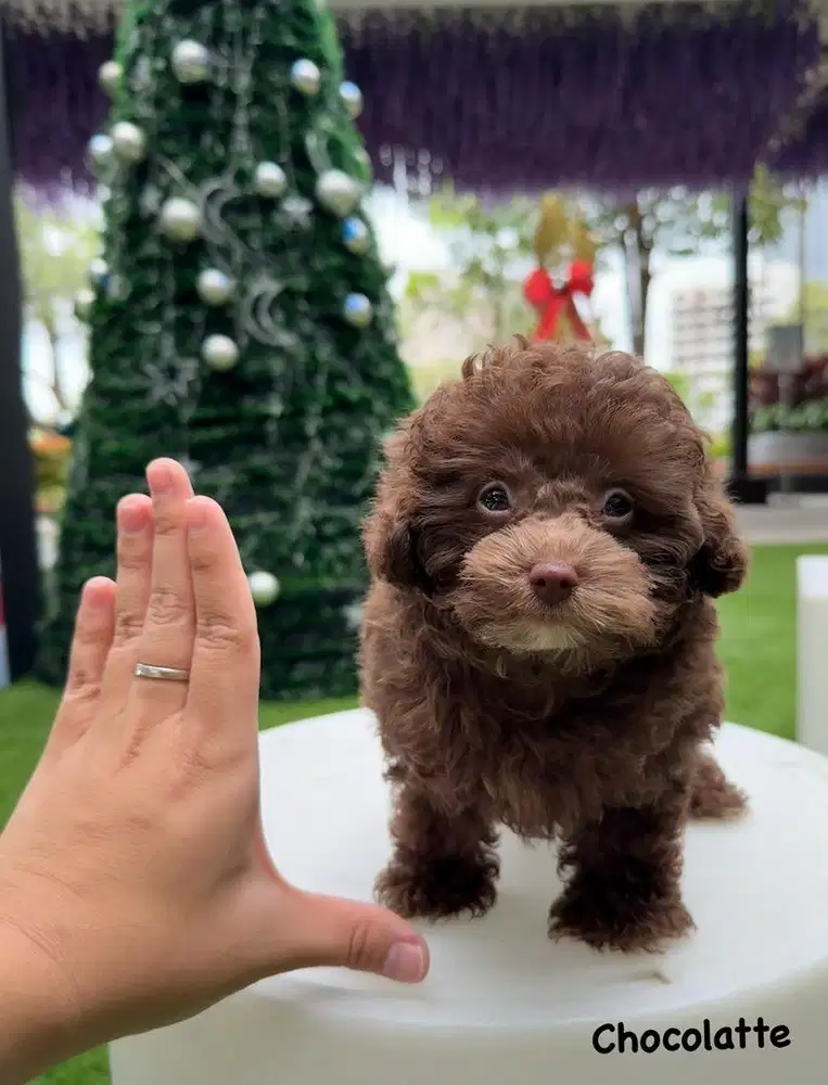 Poodle cakep warna unik