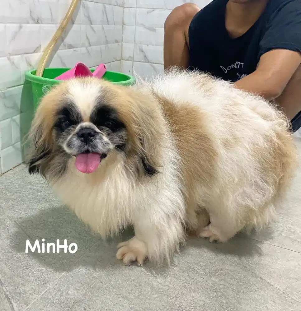 Pejantan Pekingese Party Color