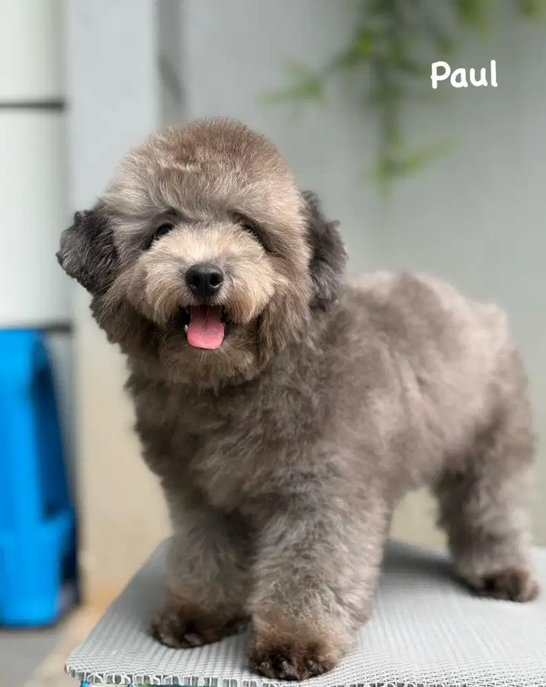 Calon Pejantan Silver Toy Poodle