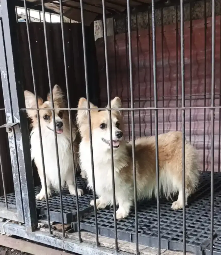Welsh Corgi ada jantan dan betina