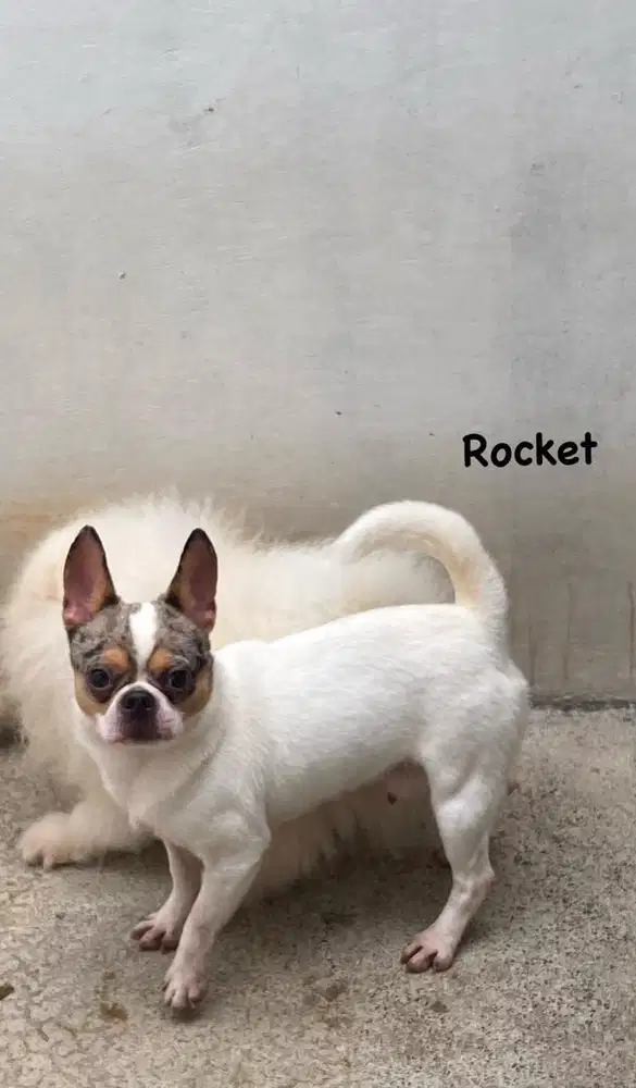 Pejantan Chihuahua Merle / Pacak Chihuahua