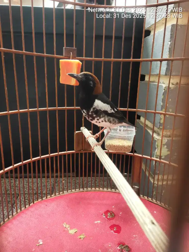 Burung anis kembang mulus no minus.fulset