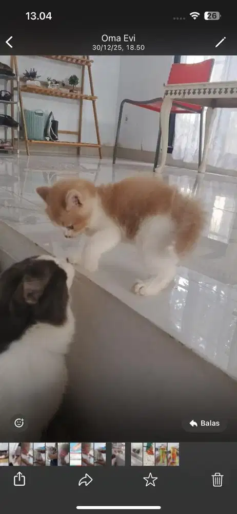 kucing kitten persia