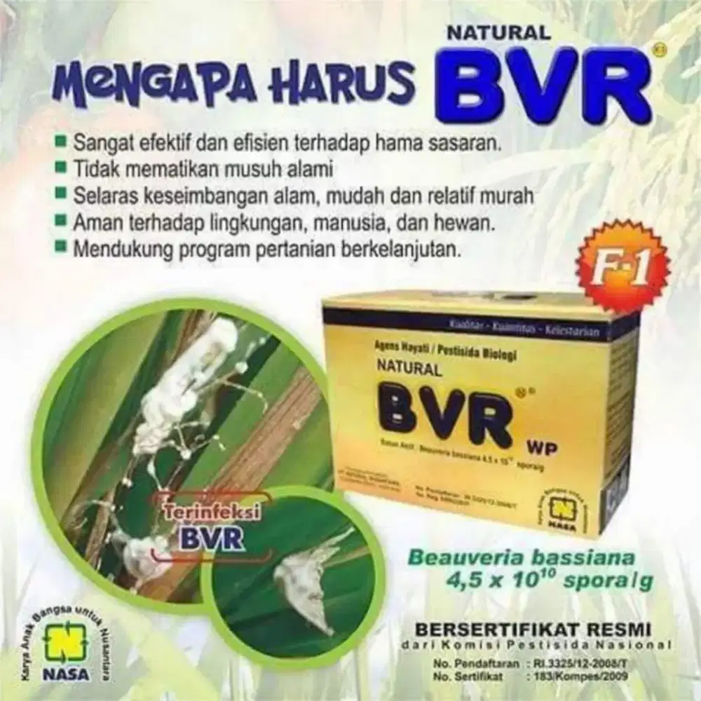 BVR pestisida hayati basis jamur beauveria pengendali hama wereng dll