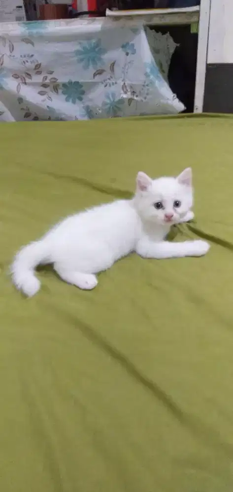 Kiteen persia jantan